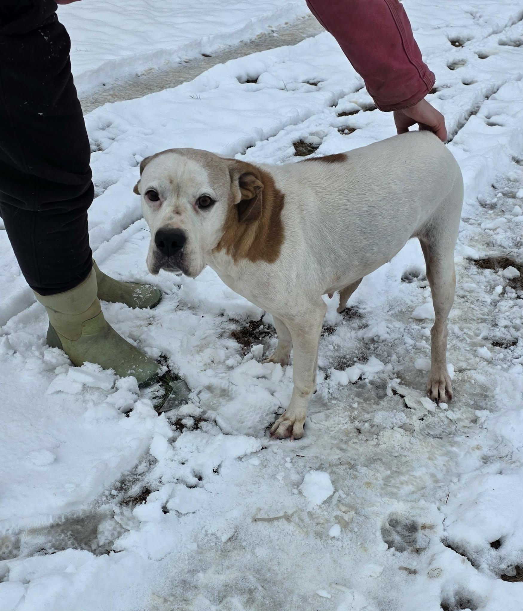 Enlarge Sybil , a ADOPTABLE mixed breed in Danville, VA image 3/4