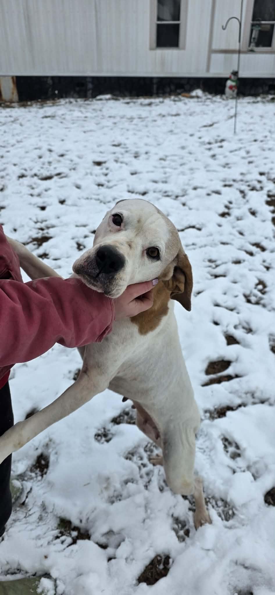 Enlarge Sybil , a ADOPTABLE mixed breed in Danville, VA image 4/4