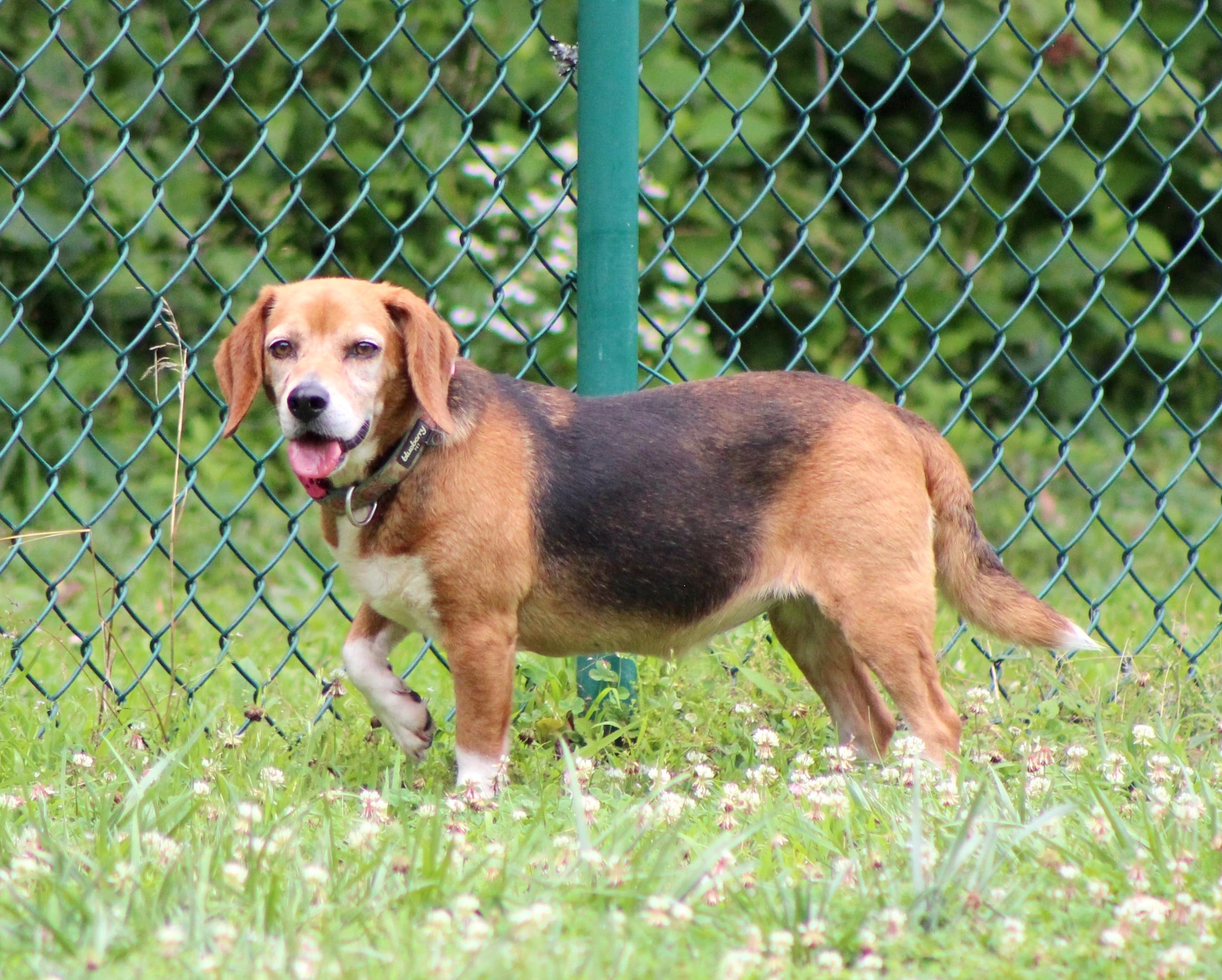 Macy, a Adoptable Beagle in Saluda, VA image 1/3
