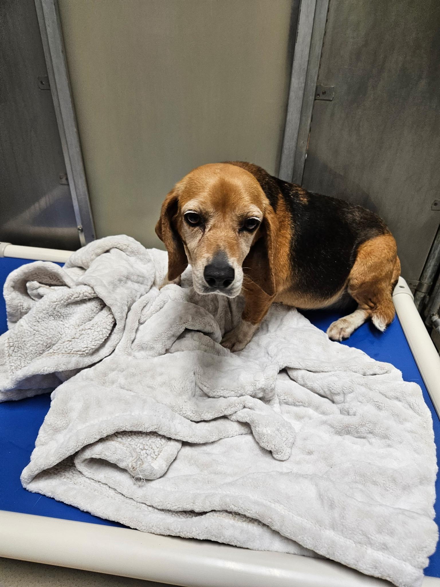 Macy, a Adoptable Beagle in Saluda, VA image 3/3