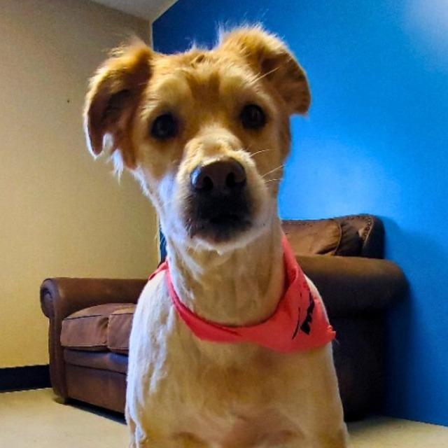 Harley, Adoptable, Adult Female Golden Retriever.