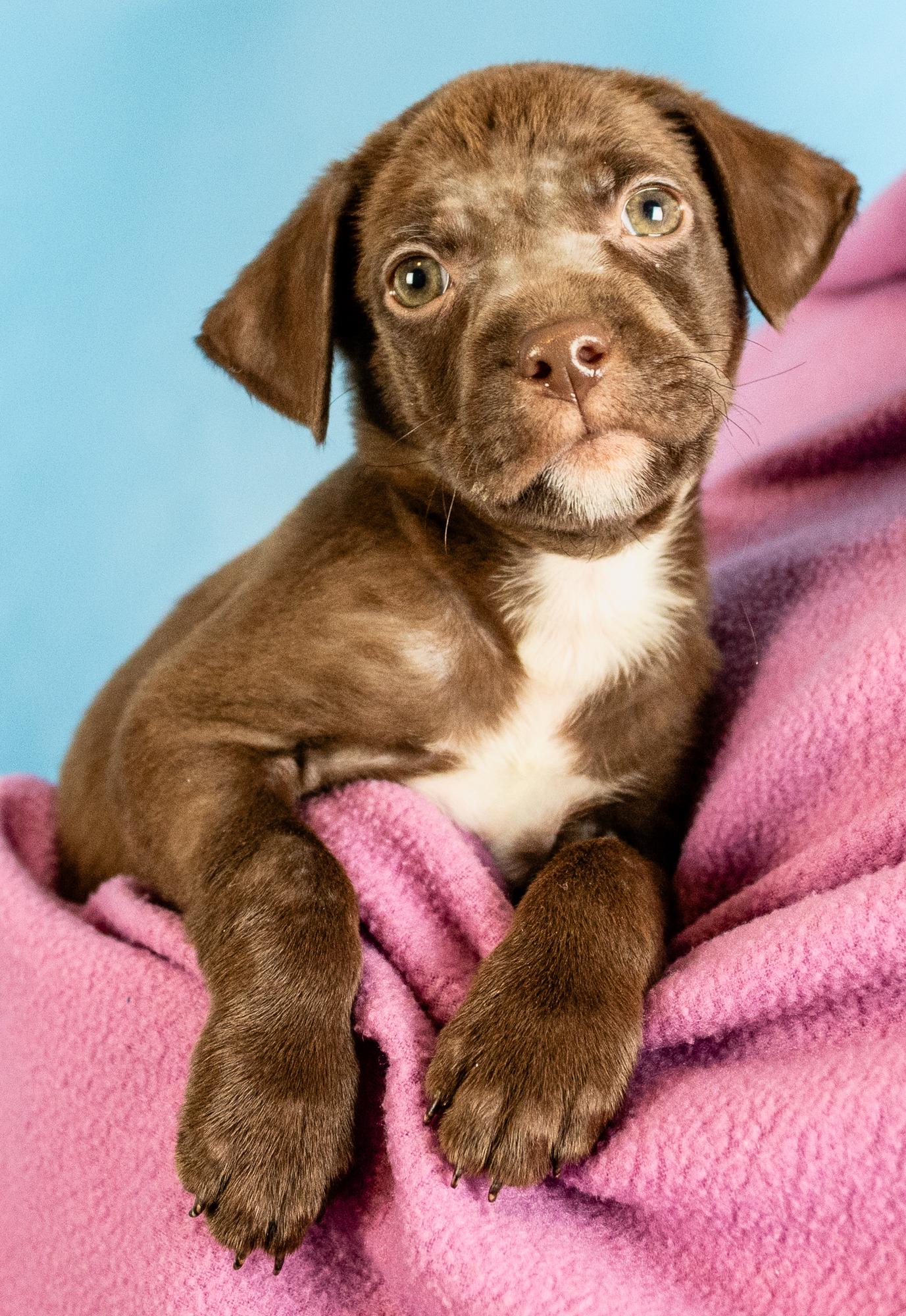 Ira, Adoptable, Puppy Male Retriever & Mixed Breed.