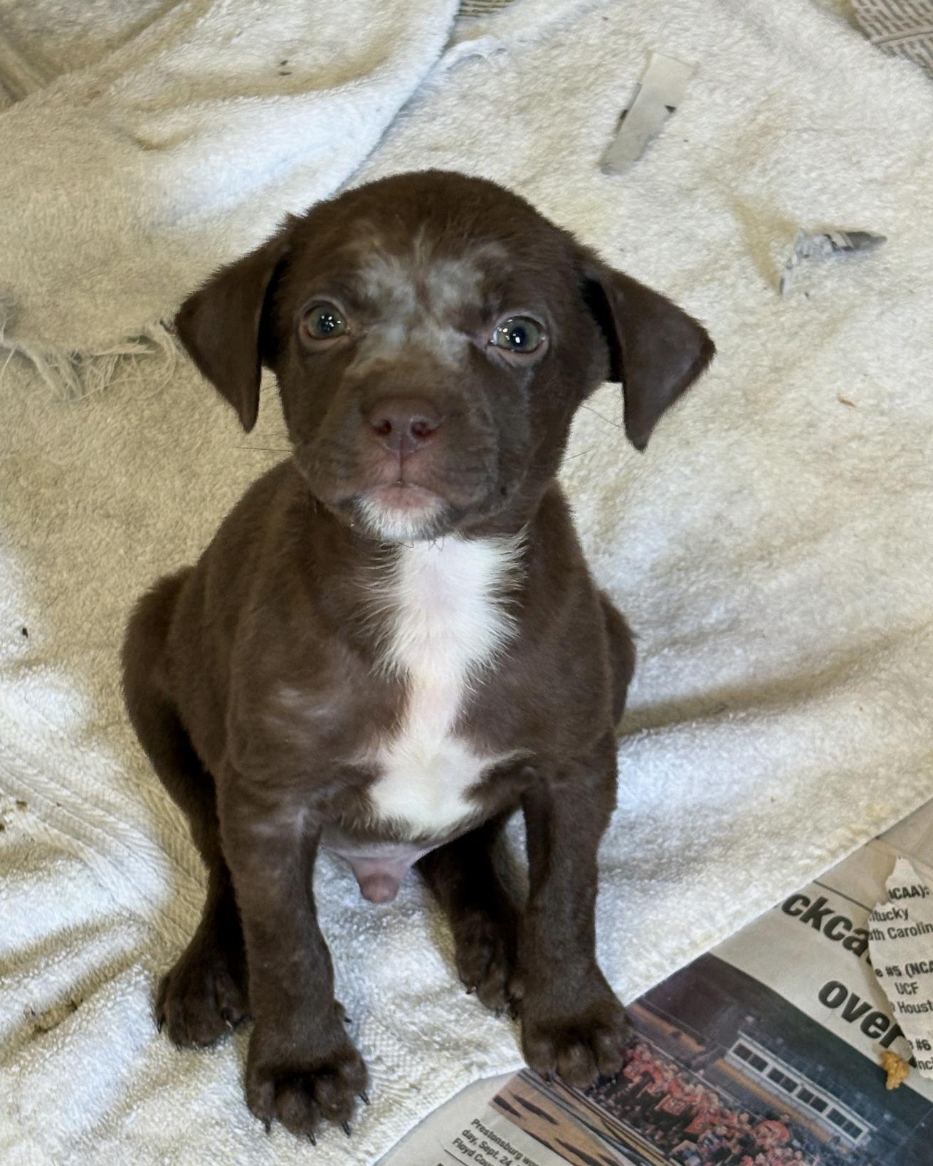 Enlarge Ira, a Adoptable mixed breed in Minneapolis, MN image 2/2