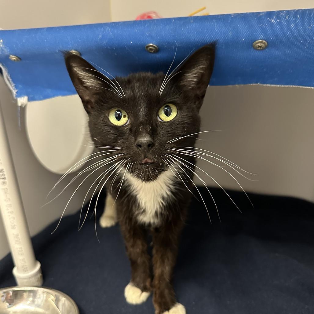 Felicia, Adoptable, Senior Female Domestic Short Hair.