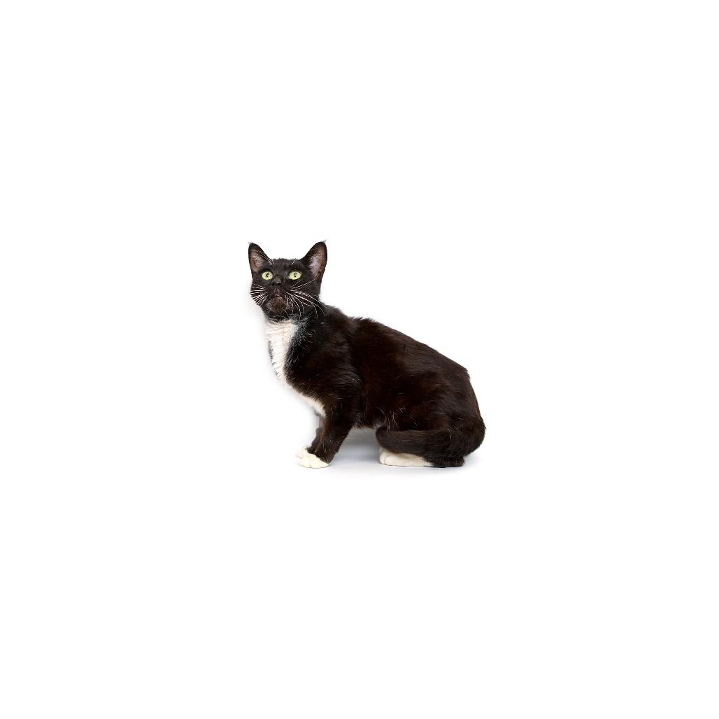 Enlarge Felicia, a Adoptable Domestic Short Hair in Playa Vista, CA image 2/2