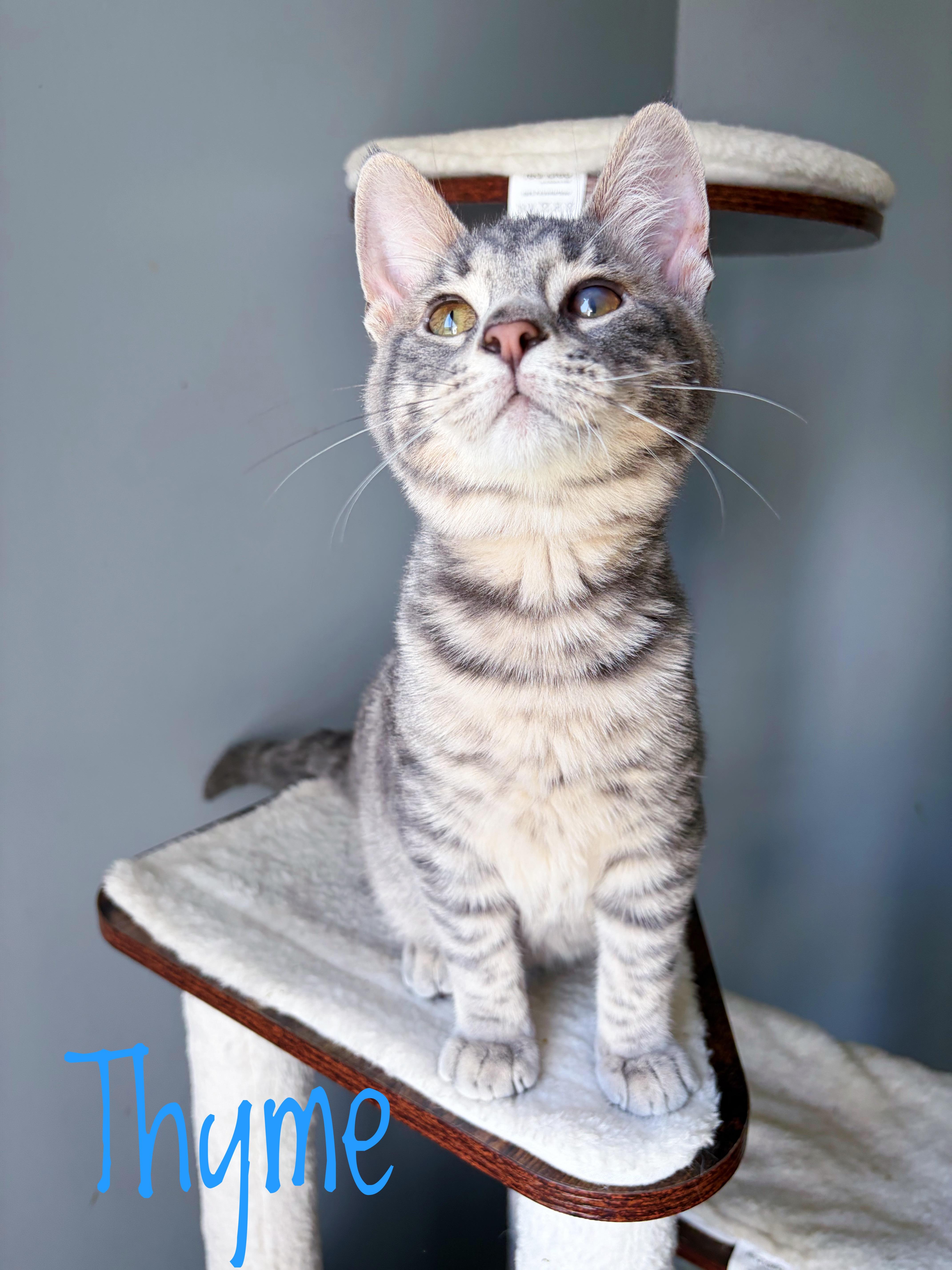 Thyme, Adoptable, Kitten Male Domestic Short Hair.