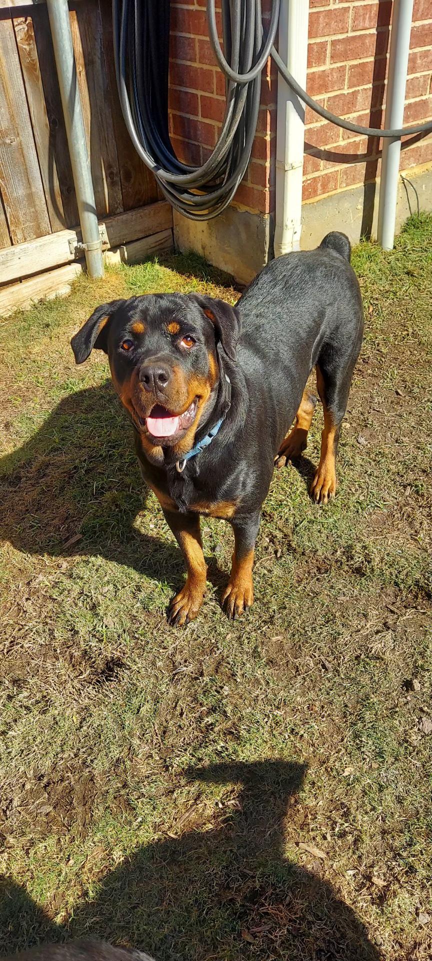 Marlo, a ADOPTABLE Rottweiler in Polk, OH image 1/2