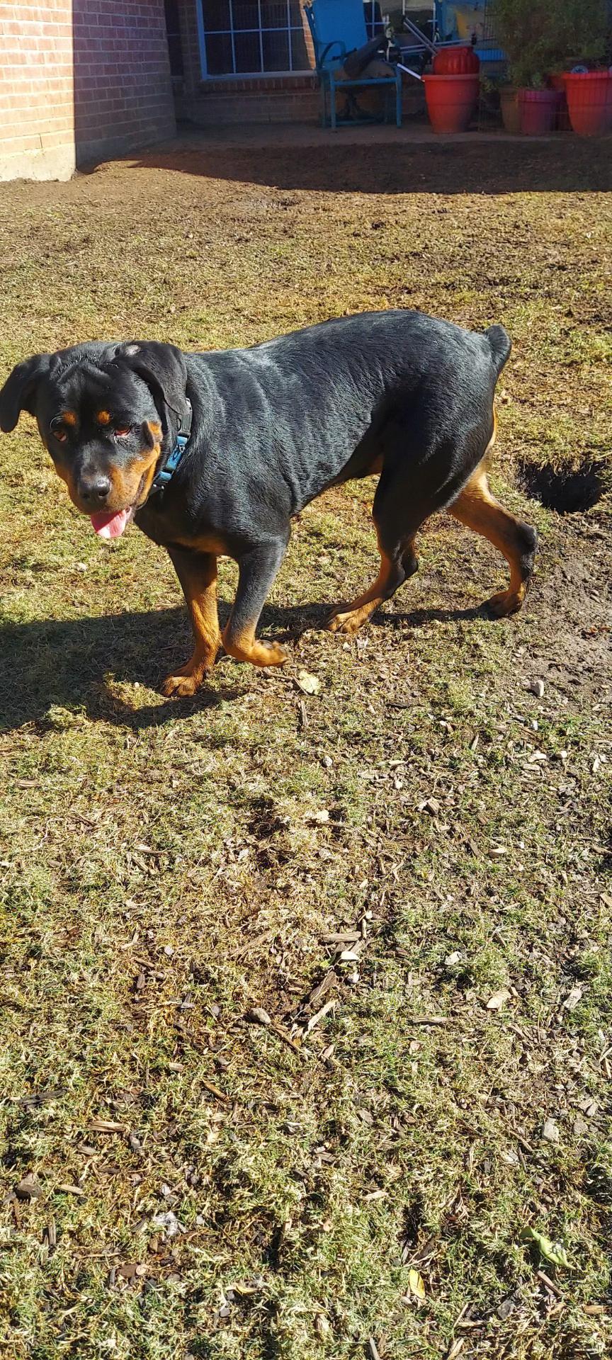 Marlo, a ADOPTABLE Rottweiler in Polk, OH image 2/2