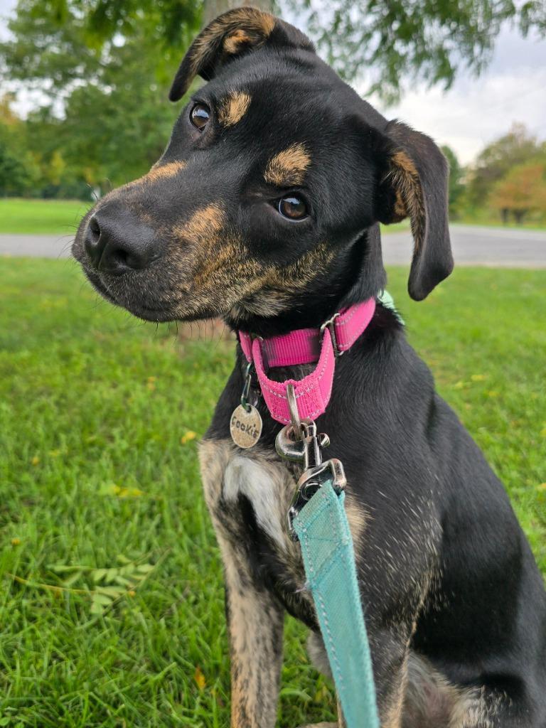 Cookie, Adoptable, Puppy Female Mountain Cur.