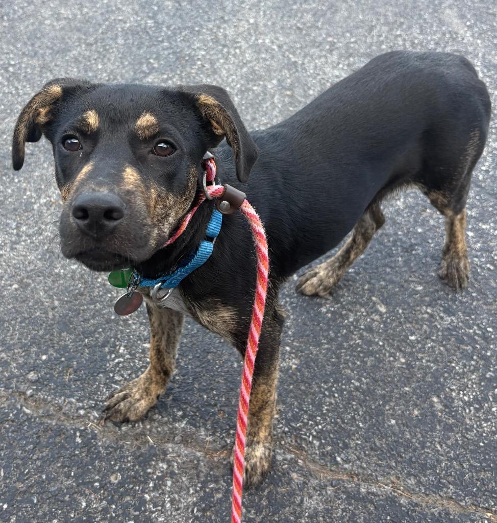 Enlarge Cookie, a Adoptable mixed breed in North Syracuse, NY image 2/2