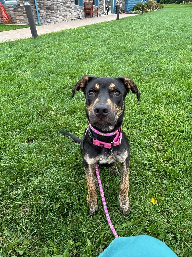 Enlarge Cookie, a Adoptable mixed breed in North Syracuse, NY image 4/6