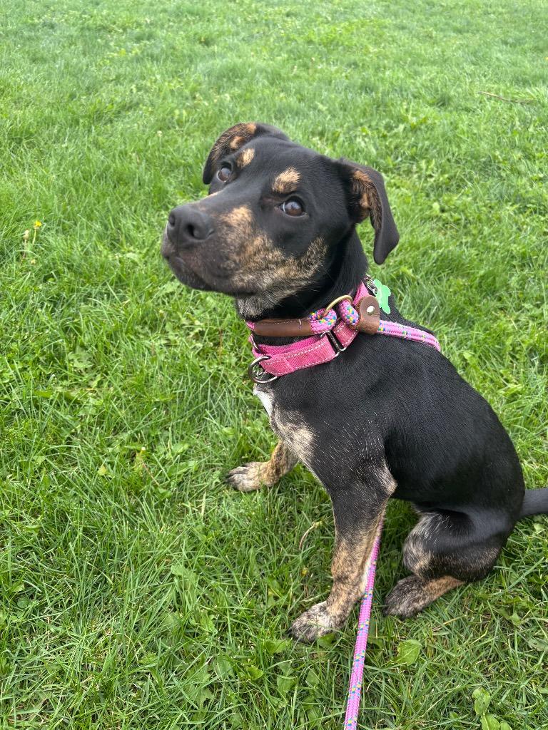 Enlarge Cookie, a Adoptable mixed breed in North Syracuse, NY image 5/6