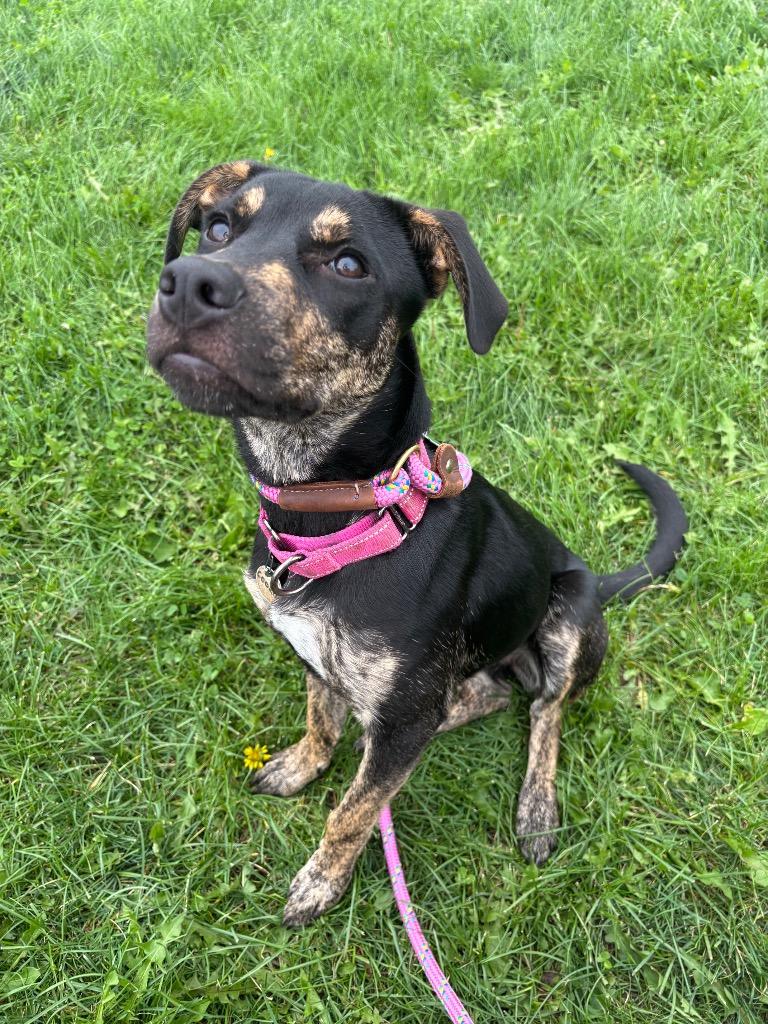 Enlarge Cookie, a Adoptable mixed breed in North Syracuse, NY image 6/6