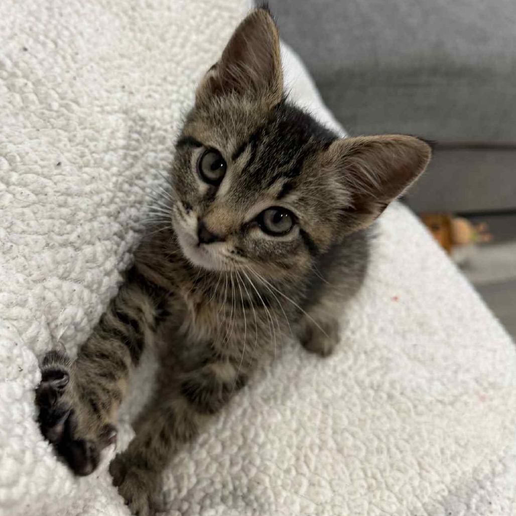 Enlarge Field Goal, a Adoptable Domestic Short Hair in Fredericksburg, VA image 1/3