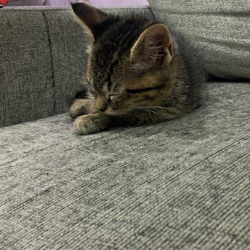 Enlarge Field Goal, a Adoptable Domestic Short Hair in Fredericksburg, VA image 2/3