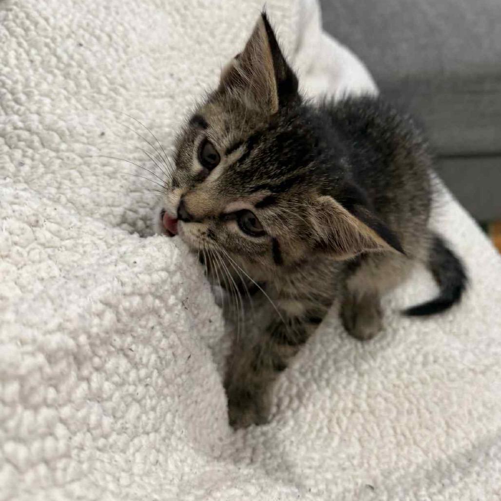 Enlarge Field Goal, a Adoptable Domestic Short Hair in Fredericksburg, VA image 3/3