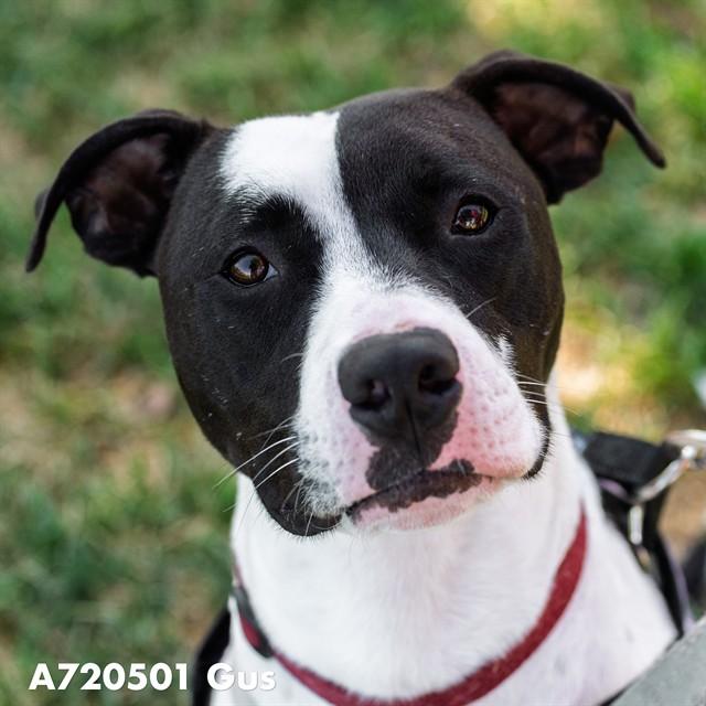Enlarge GUS, a Adoptable Pit Bull Terrier in Sacramento, CA image 1/1