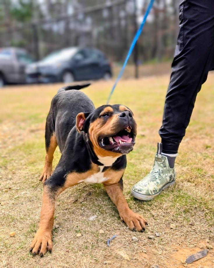 Blendah, Adoptable, Young Male Mixed Breed.