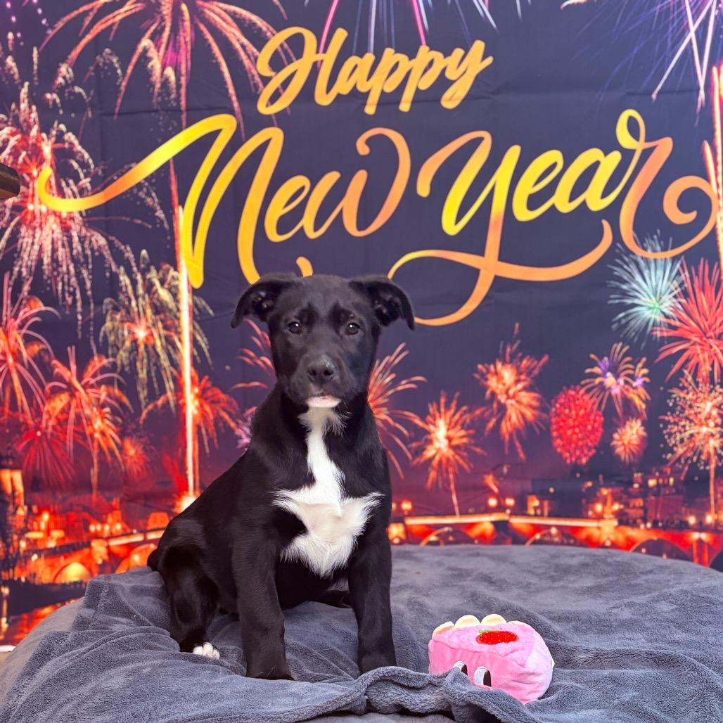 Enlarge Astra, an adoptable mixed breed in Fenton, MI image 3/4