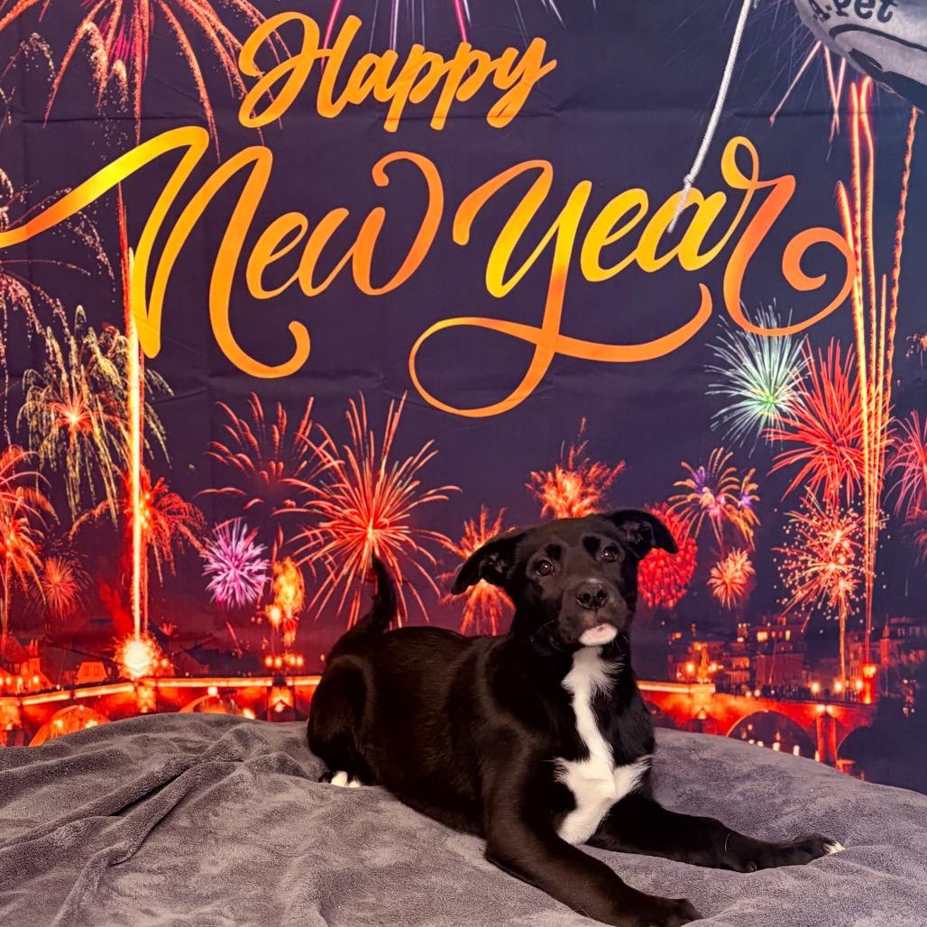 Enlarge Astra, an adoptable mixed breed in Fenton, MI image 4/4