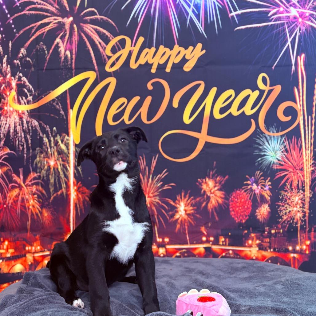 Enlarge Astra, an adoptable mixed breed in Fenton, MI image 1/4