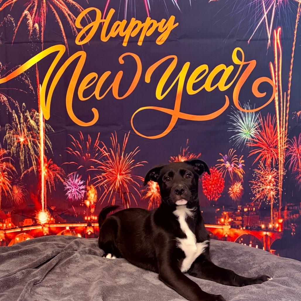 Enlarge Astra, an adoptable mixed breed in Fenton, MI image 2/4