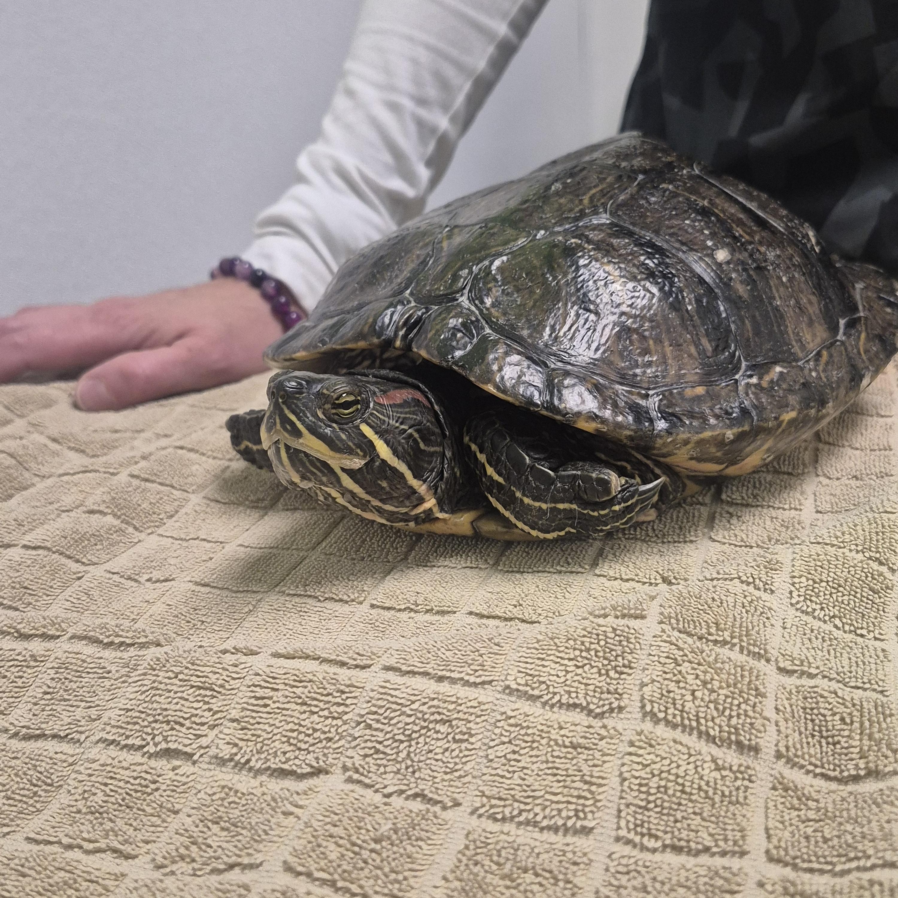 Enlarge Taco, a Adoptable Red-Eared Slider in New Westminster, BC image 1/1