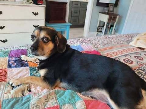 Bella, Adoptable, Adult Female Beagle.