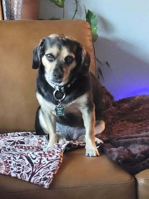 Enlarge Bella, a Adoptable mixed breed in Palm Bay , FL image 2/3