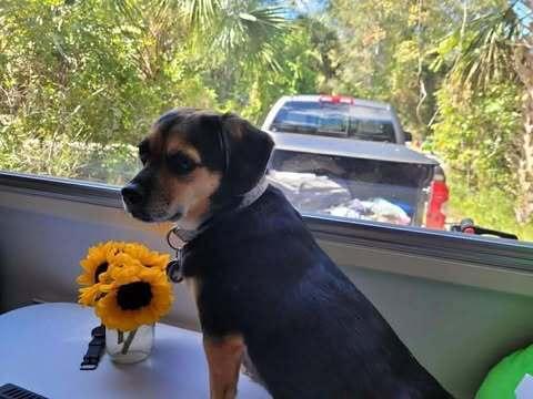 Enlarge Bella, a Adoptable mixed breed in Palm Bay , FL image 3/3