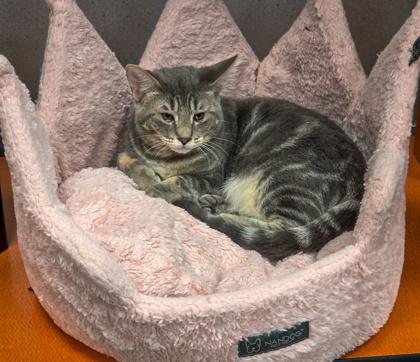 Enlarge Poppy, a Adoptable mixed breed in Fresno, CA image 1/3