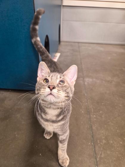 Enlarge Poppy, a Adoptable mixed breed in Fresno, CA image 2/3