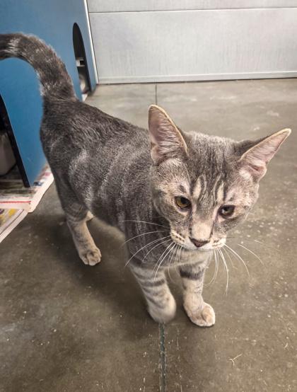 Enlarge Poppy, a Adoptable mixed breed in Fresno, CA image 3/3