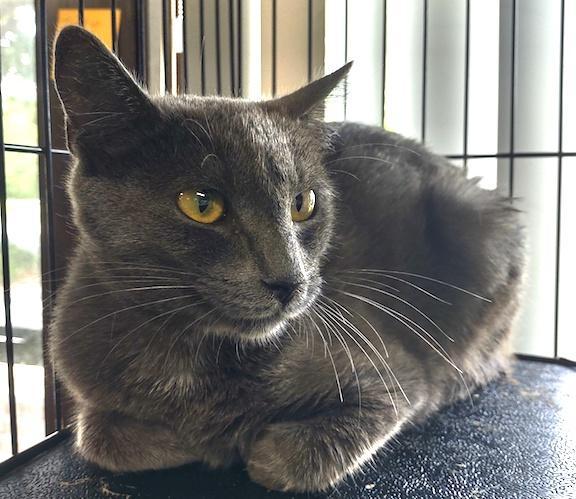 Gemma