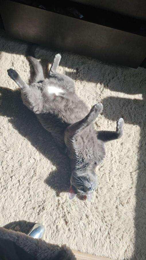 Grant, a Adoptable Domestic Short Hair in Parks, AZ image 1/3