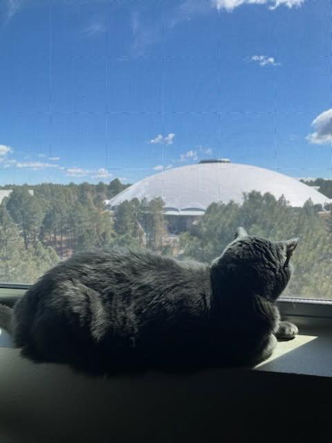 Grant, a Adoptable Domestic Short Hair in Parks, AZ image 2/3