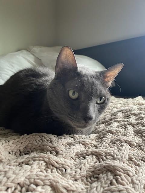 Grant, a Adoptable Domestic Short Hair in Parks, AZ image 3/3