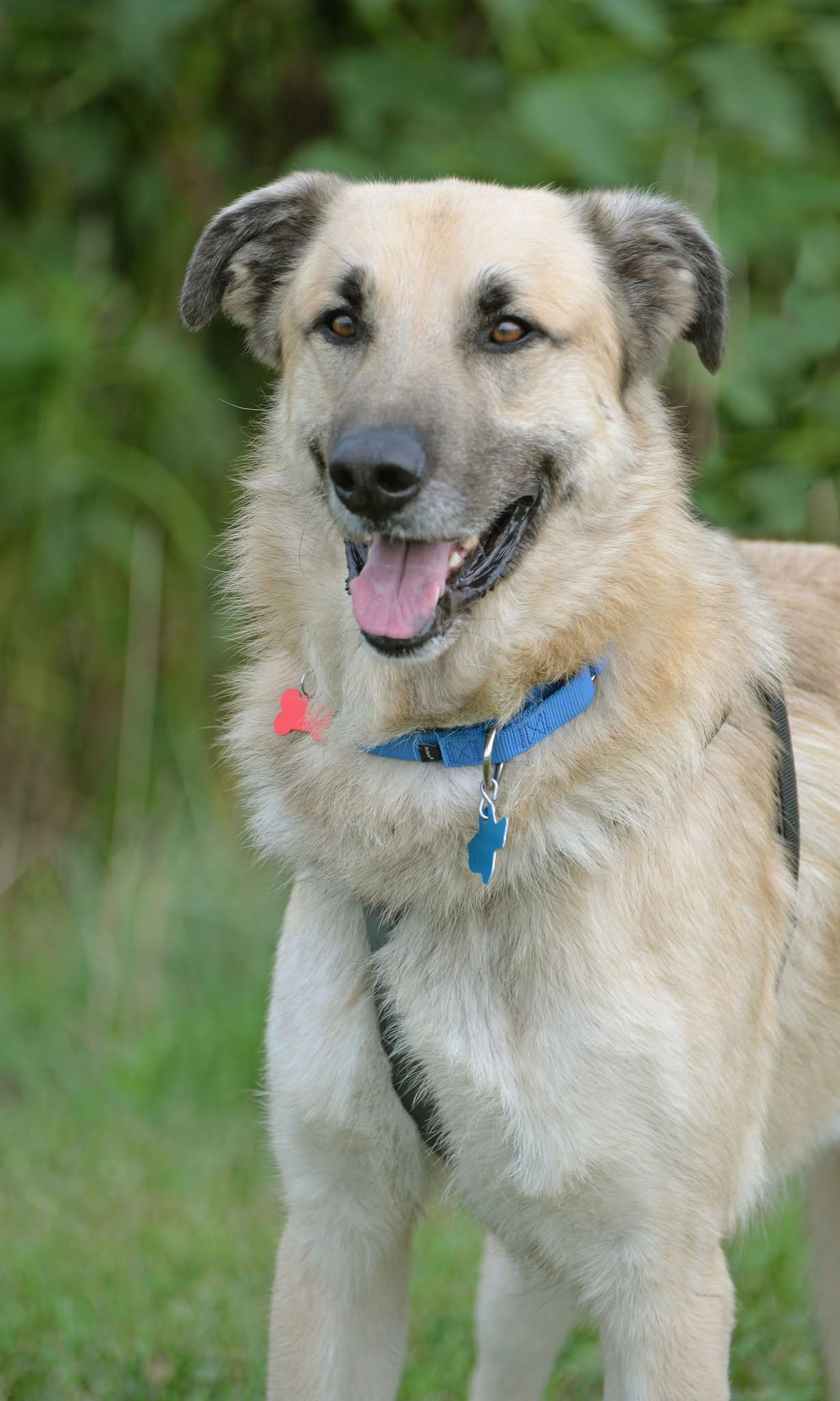 Ollie, Adoptable, Young Male Anatolian Shepherd.