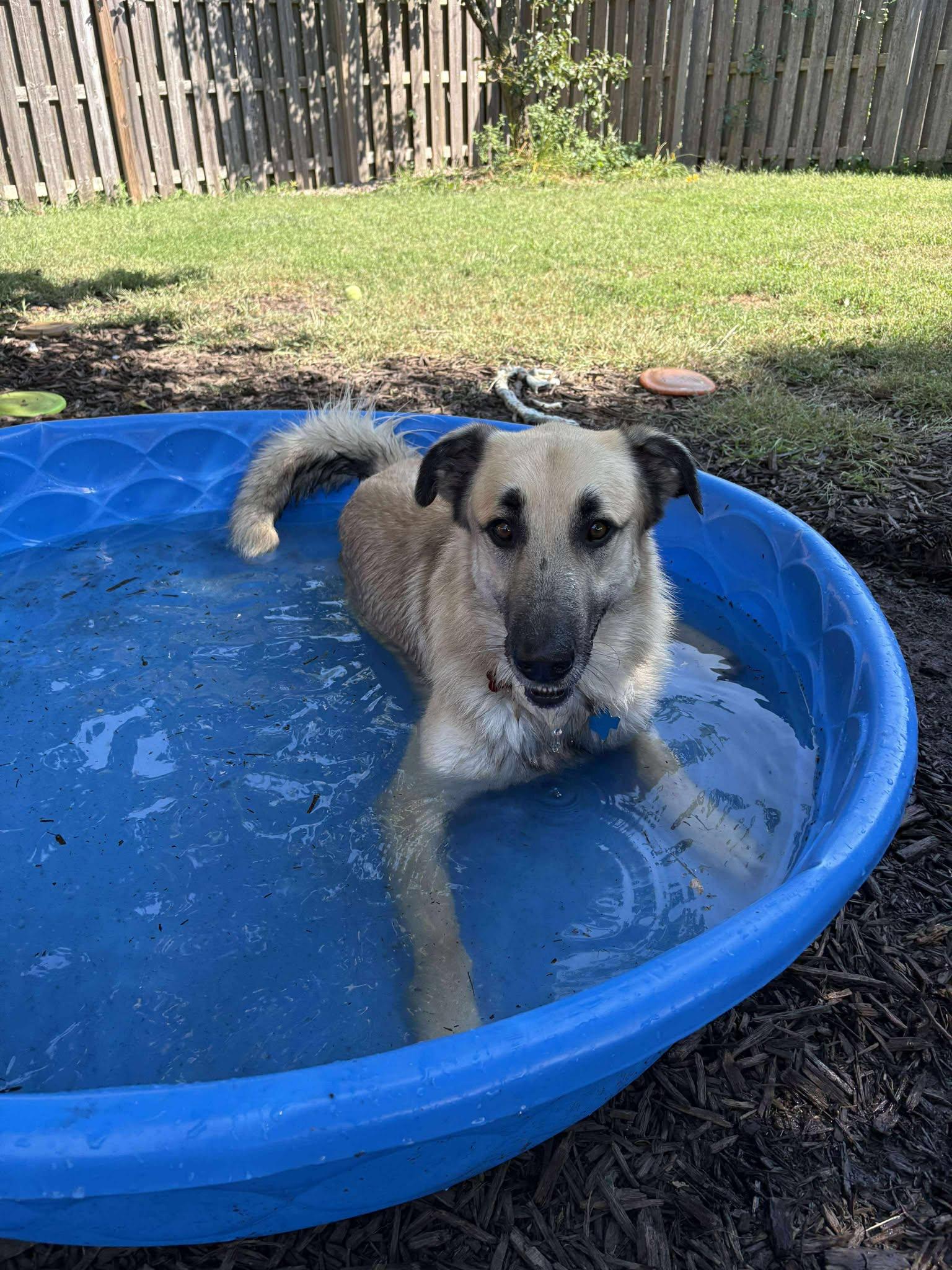 Enlarge Ollie, a Adoptable Anatolian Shepherd in Gretna, NE image 2/3