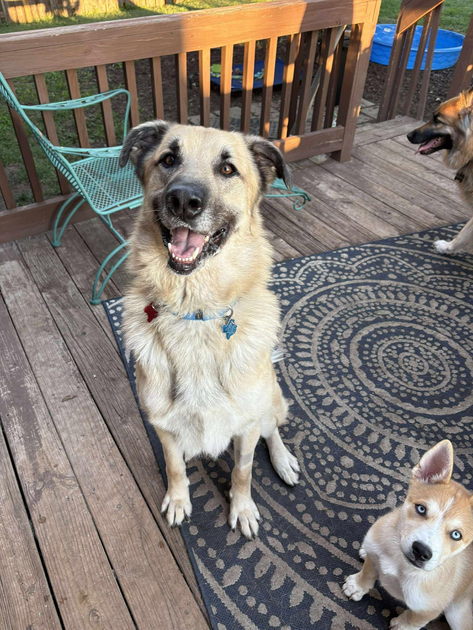 Enlarge Ollie, a Adoptable Anatolian Shepherd in Gretna, NE image 3/3
