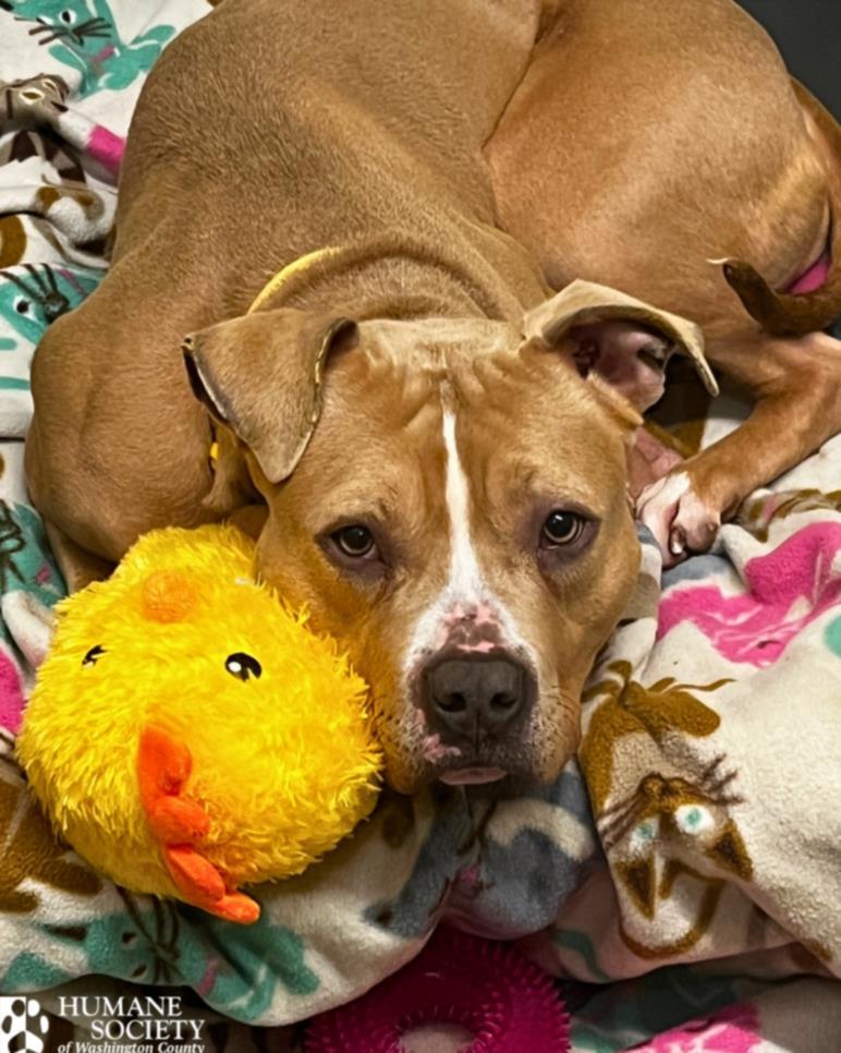 BROOKS, Adoptable, Adult Male Pit Bull Terrier & Mixed Breed.