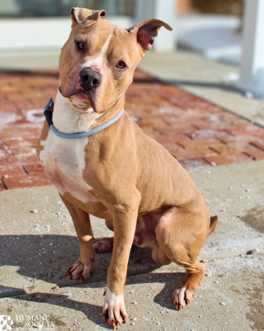 BROOKS, Adoptable, Adult Male Pit Bull Terrier & Mixed Breed.