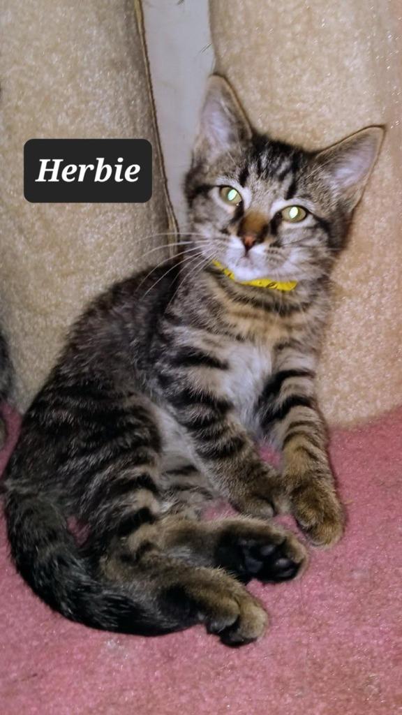Enlarge Herbie, a Adoptable mixed breed in Buffalo, MO image 1/1