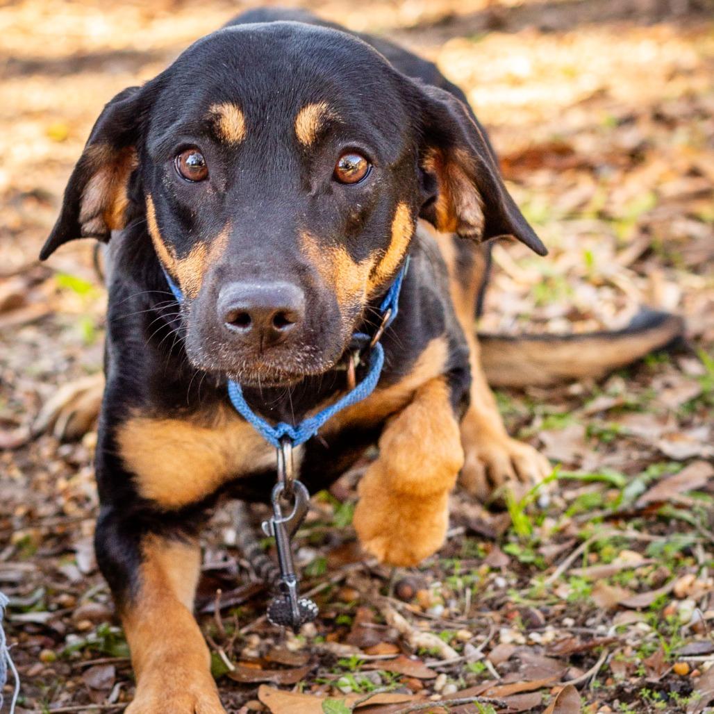 Binky, a Adoptable mixed breed in Hattiesburg, MS image 1/3