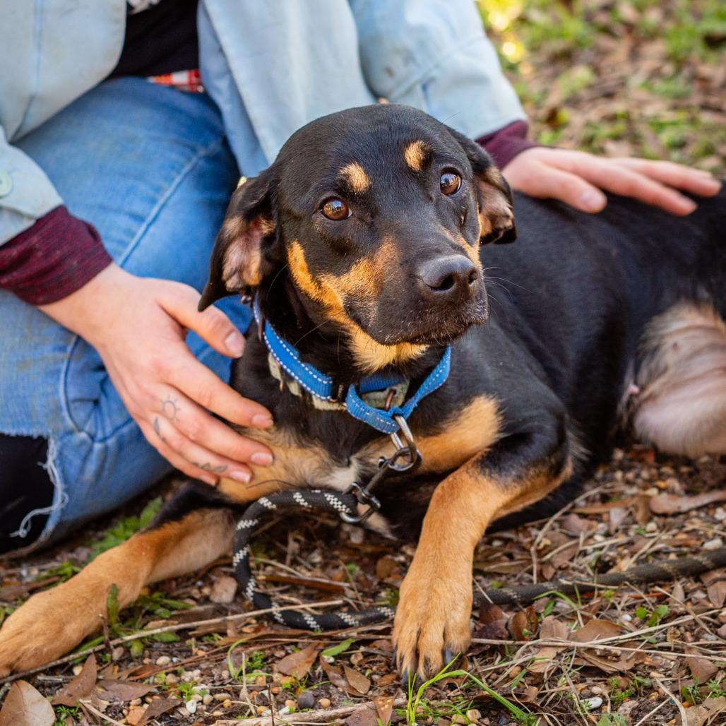 Binky, a Adoptable mixed breed in Hattiesburg, MS image 2/3