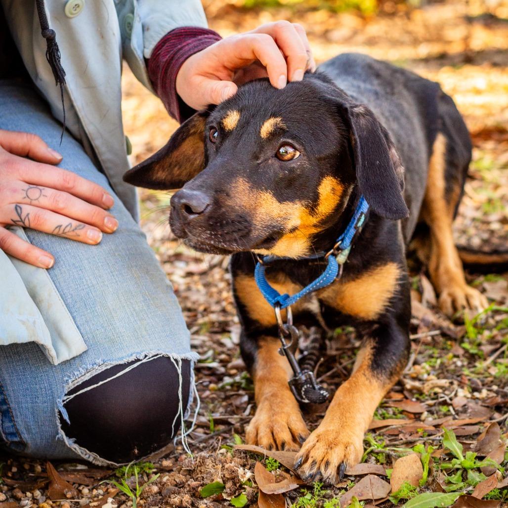 Binky, a Adoptable mixed breed in Hattiesburg, MS image 3/3