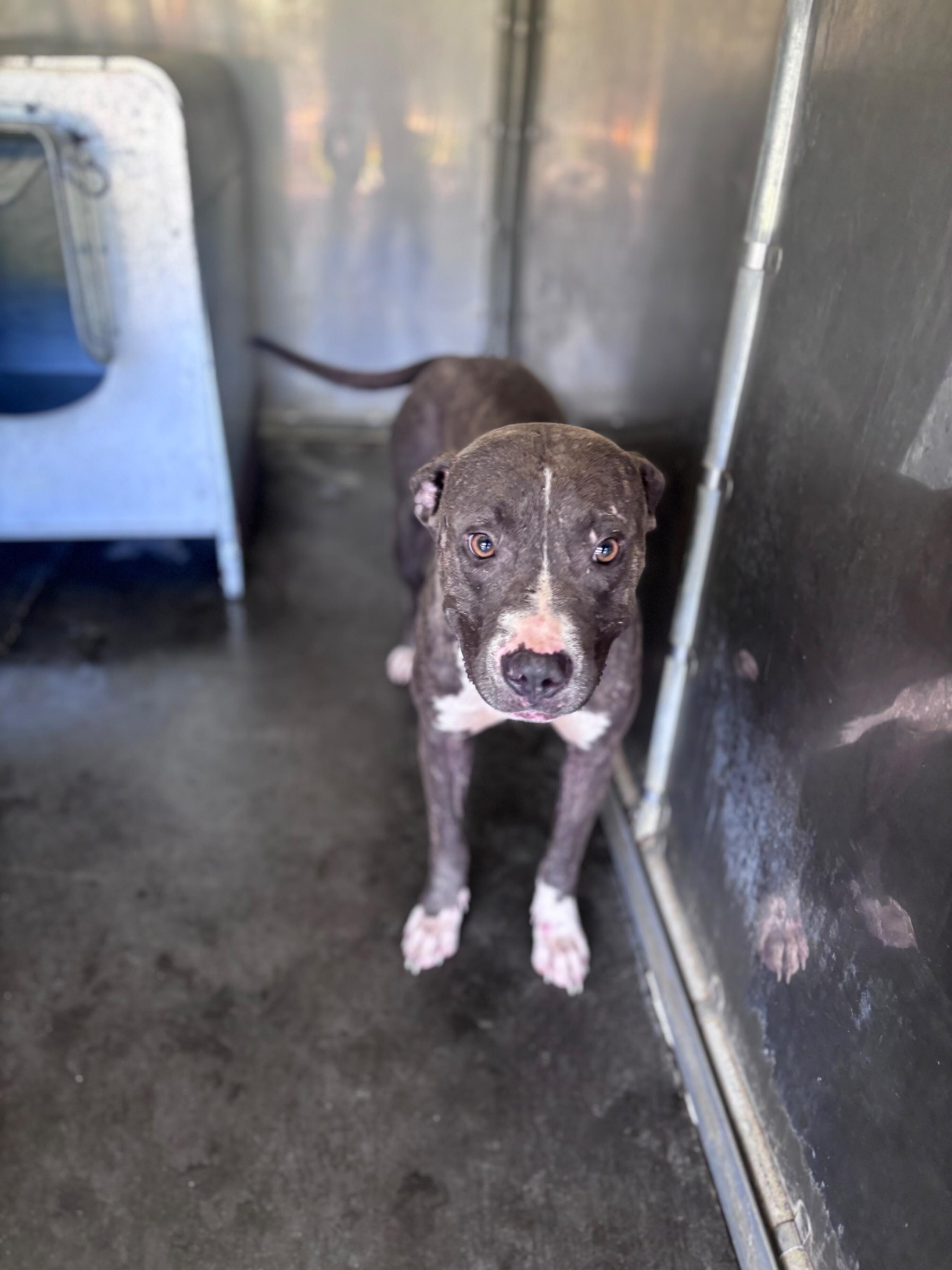 Enlarge China, a Adoptable Pit Bull Terrier in Burgaw, NC image 1/1