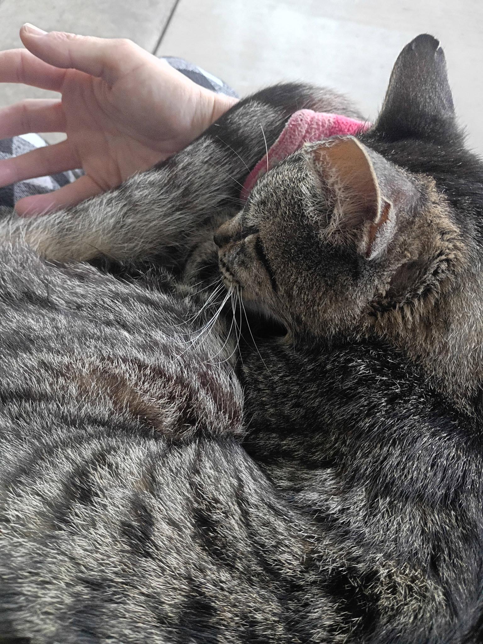 Tigger, a Adoptable Tabby in Seal Beach, CA image 1/3