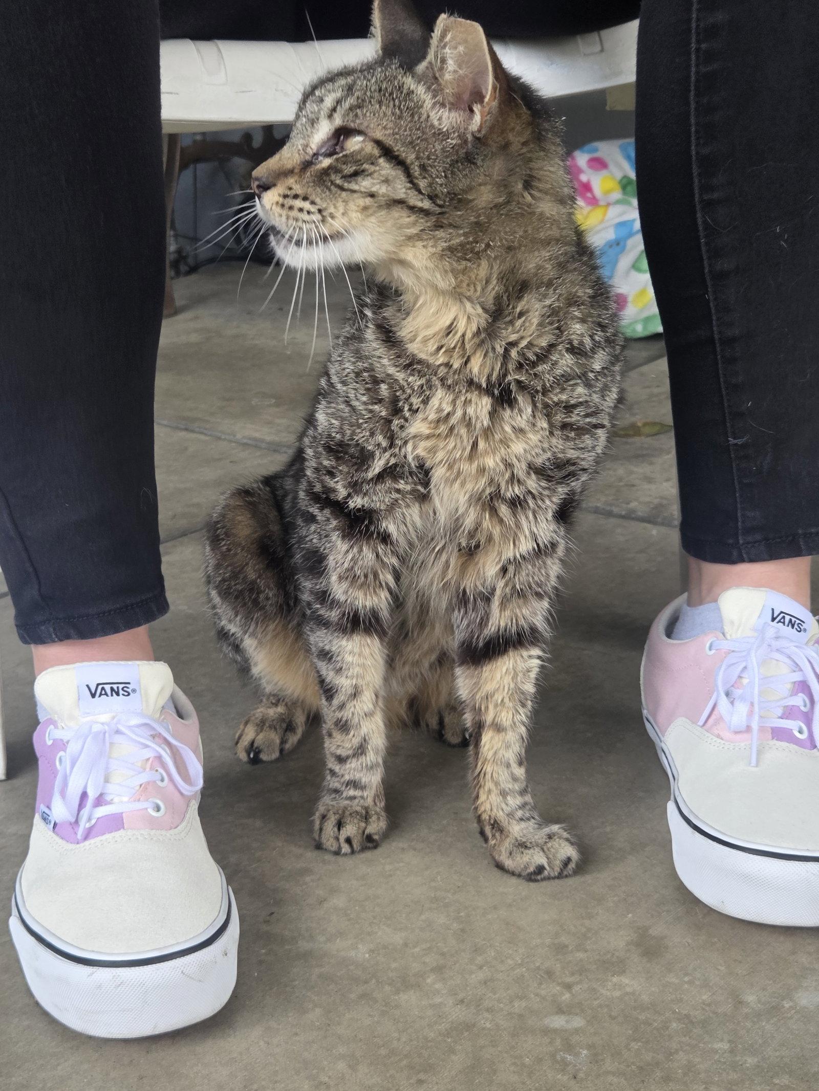 Tigger, a Adoptable Tabby in Seal Beach, CA image 2/3