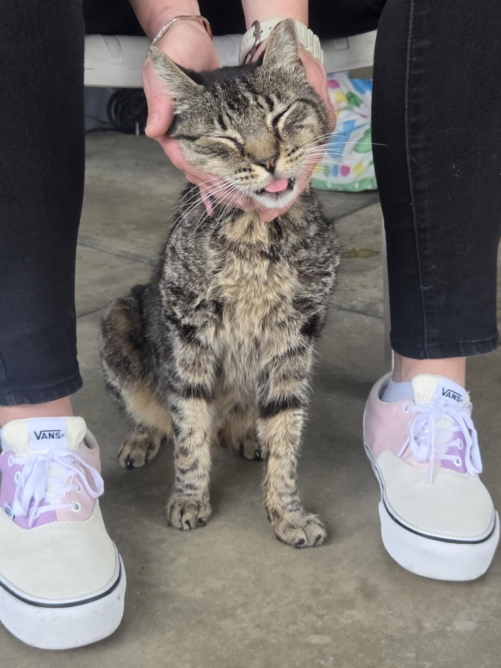 Tigger, a Adoptable Tabby in Seal Beach, CA image 3/3
